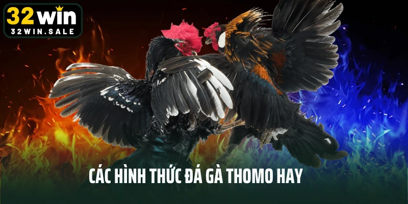 Các hình thức đá gà thomo hay