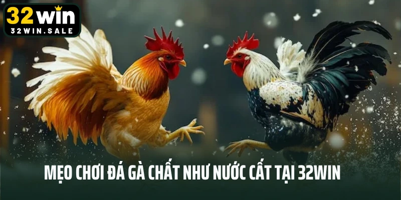Mẹo chơi đá gà chất như nước cất tại 32win