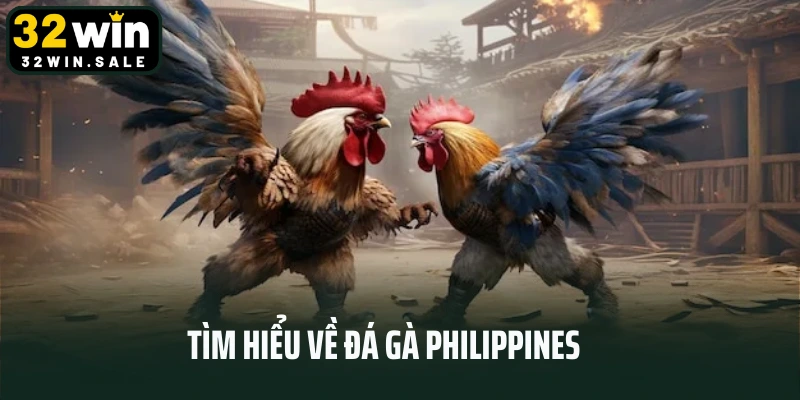 Tìm hiểu về đá gà Philippines