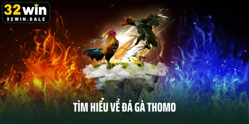 Tìm hiểu về đá gà thomo